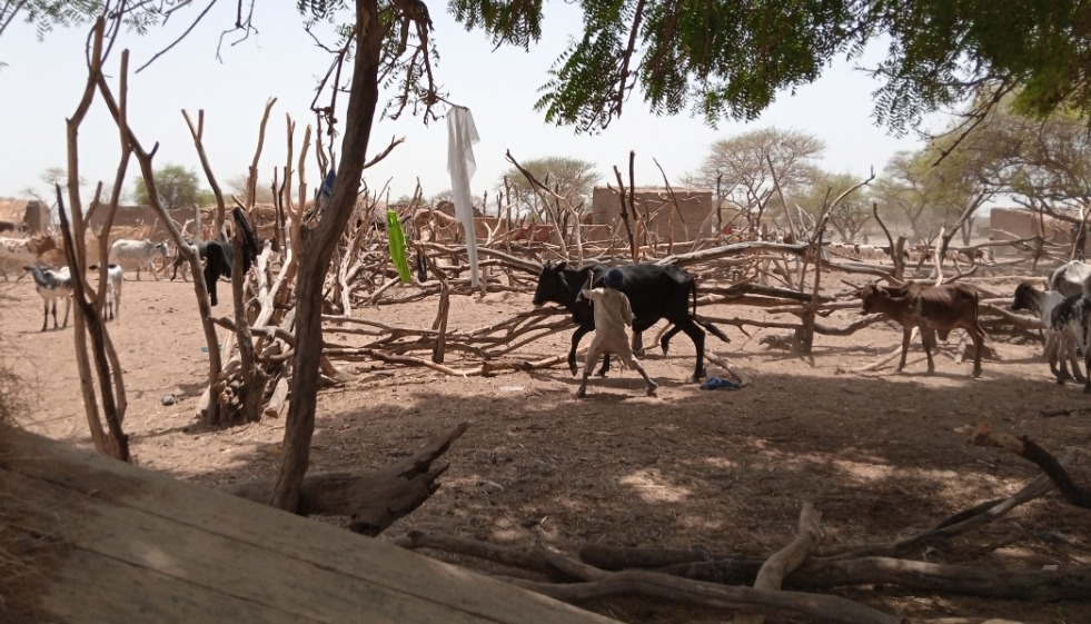 Article : Au Tchad, le changement climatique a contraint les éleveurs à se déplacer vers le sud