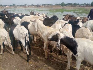 Article : Tchad -Tabaski : Les moutons vendus à prix d’or aux marchés de bétail de N’Djaména