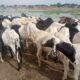 Article : Tchad -Tabaski : Les moutons vendus à prix d’or aux marchés de bétail de N’Djaména